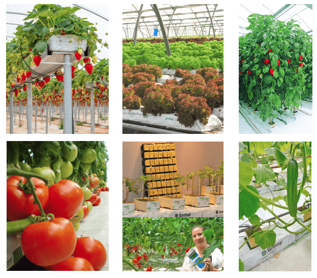 Hydroponic Method Extended to 16 Crops in Greece