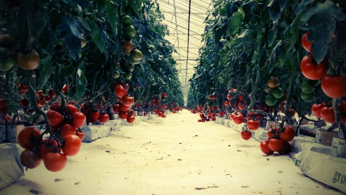 Bring hydroponics in Greece